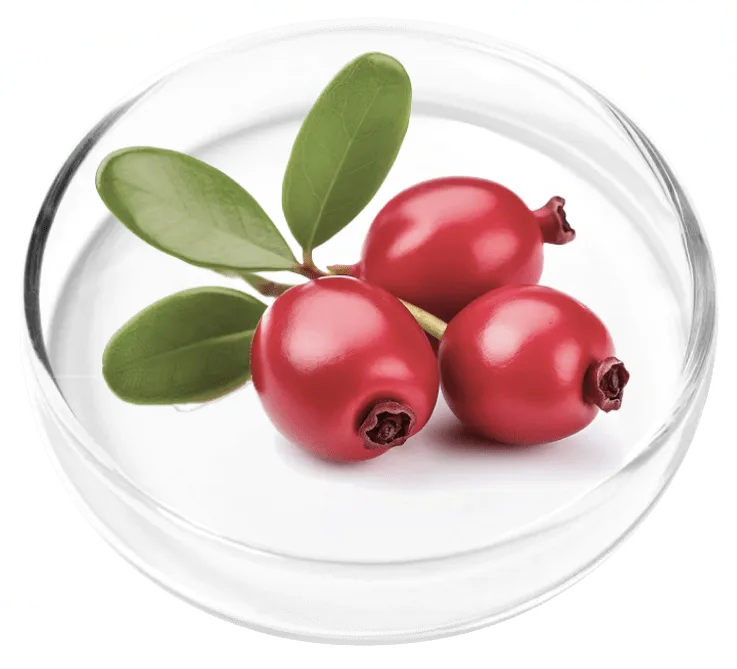 Bearberry leaves