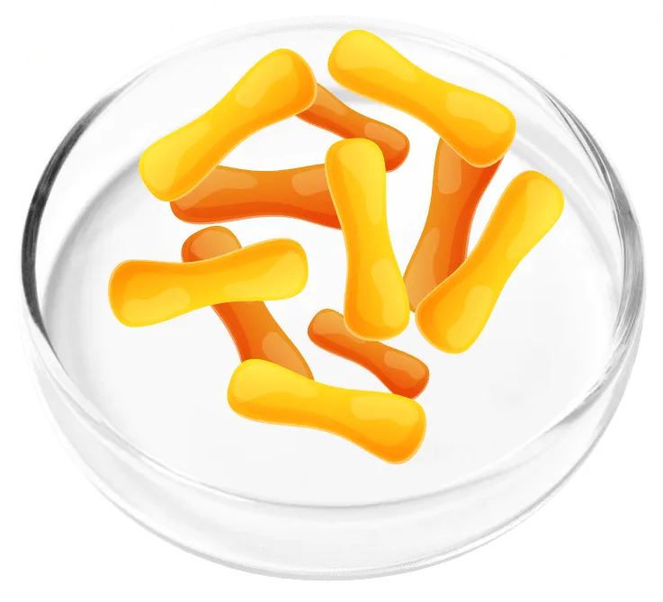 Lactobacillus casei